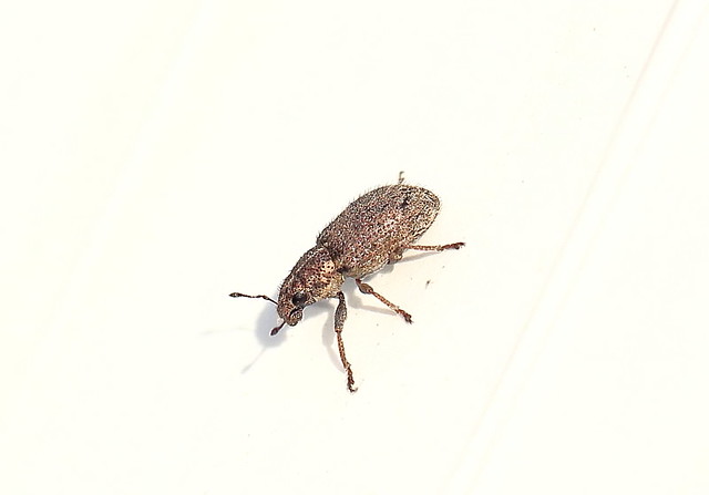Sippi Insect Sitona hispidulus | Imbi Vahuri | Flickr