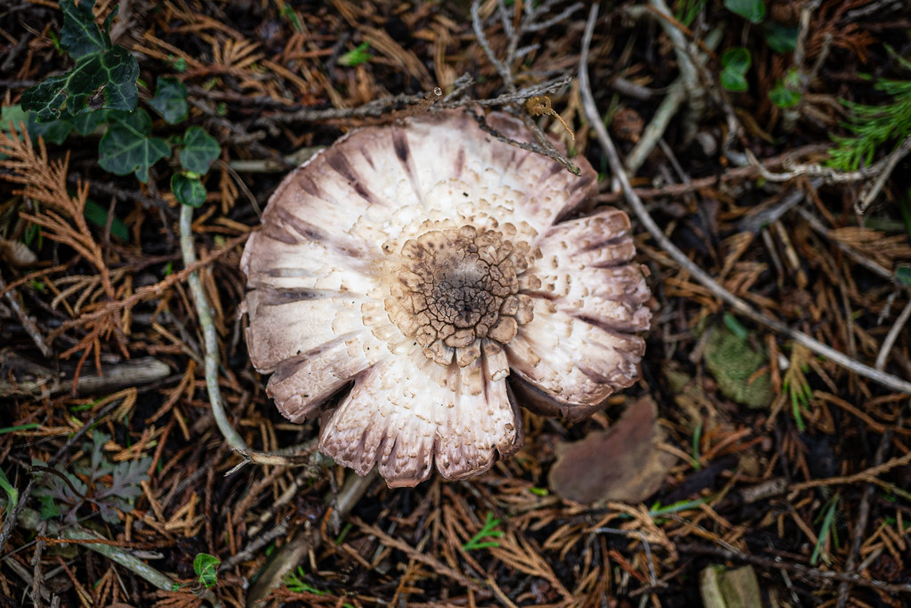 A Dried Up Old Mushroom!