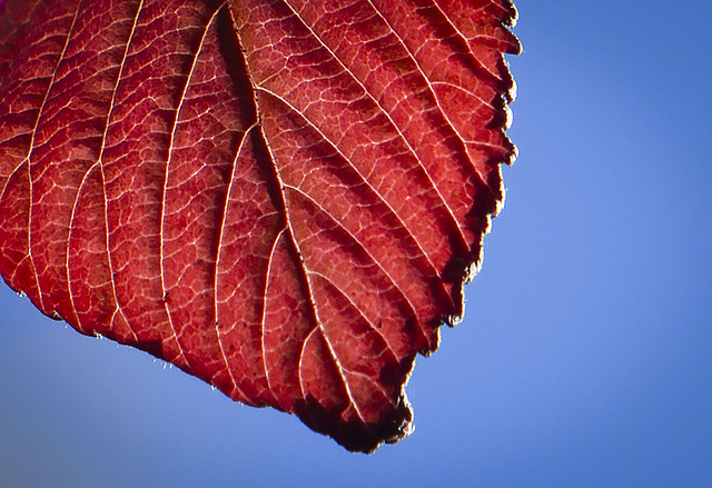 Autumn Leaf Detail