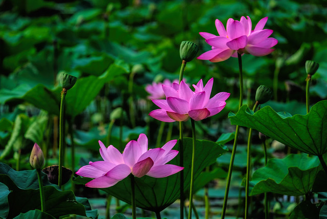 Three Lotus Blossoms at the Aquatic Gardens in Washington, DC