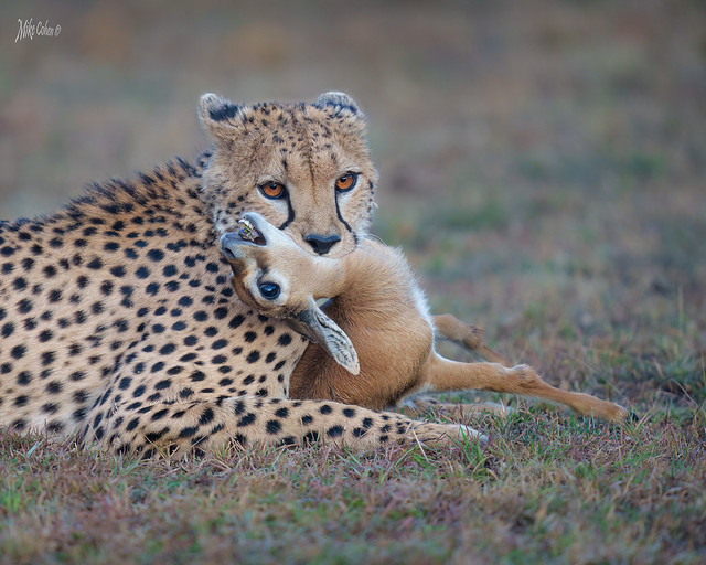 Cheetah with Gazelle-
