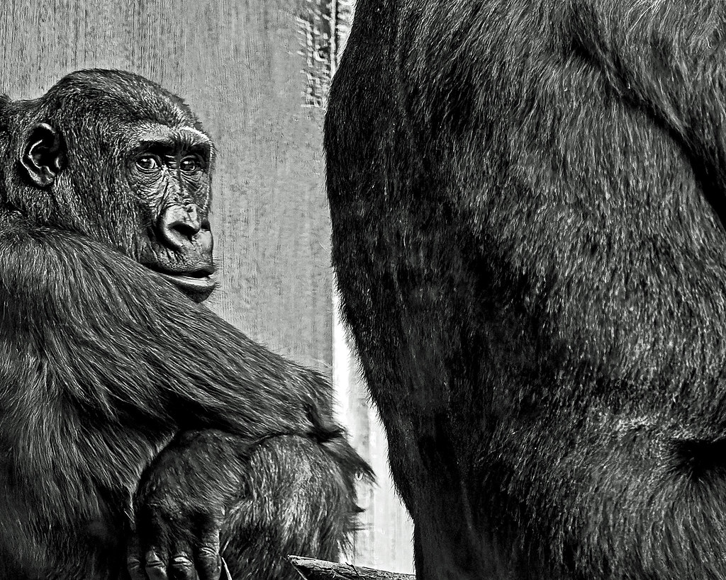 Gorilla -Antwerp Zoo (Monochrome)  (Cropped) (Olympus OM-1 & OM Systems 40-150mm F4 Pro Zoom Lens)