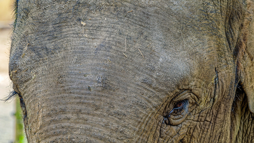 Elephant (Antwerp Zoo) (Olympus OM-1 & OM Systems 40-150mm F4 Pro Zoom Lens)