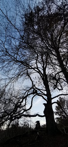 Baum oder WAS | by leanderpukade1