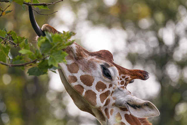 Giraffe showing tongue