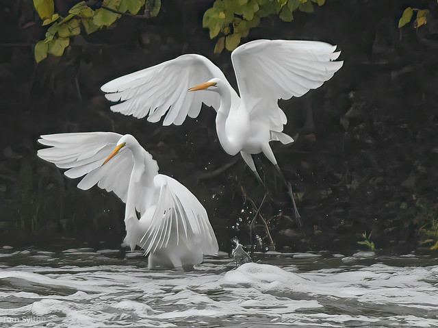 elegant flight great white american egrets
