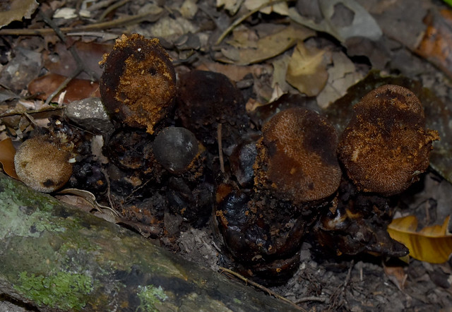 Balanophora fungosa ssp fungosa, Mt Whitfield, Cairns, QLD, 15/09/23