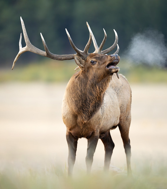 Bugling Bull Elk Breath, Rocky Mountain National Park