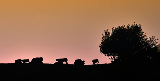 Cows in the morning