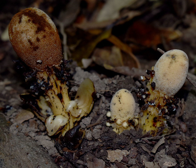 Balanophora fungosa ssp fungosa, Mt Whitfield, Cairns, QLD, 15/09/23