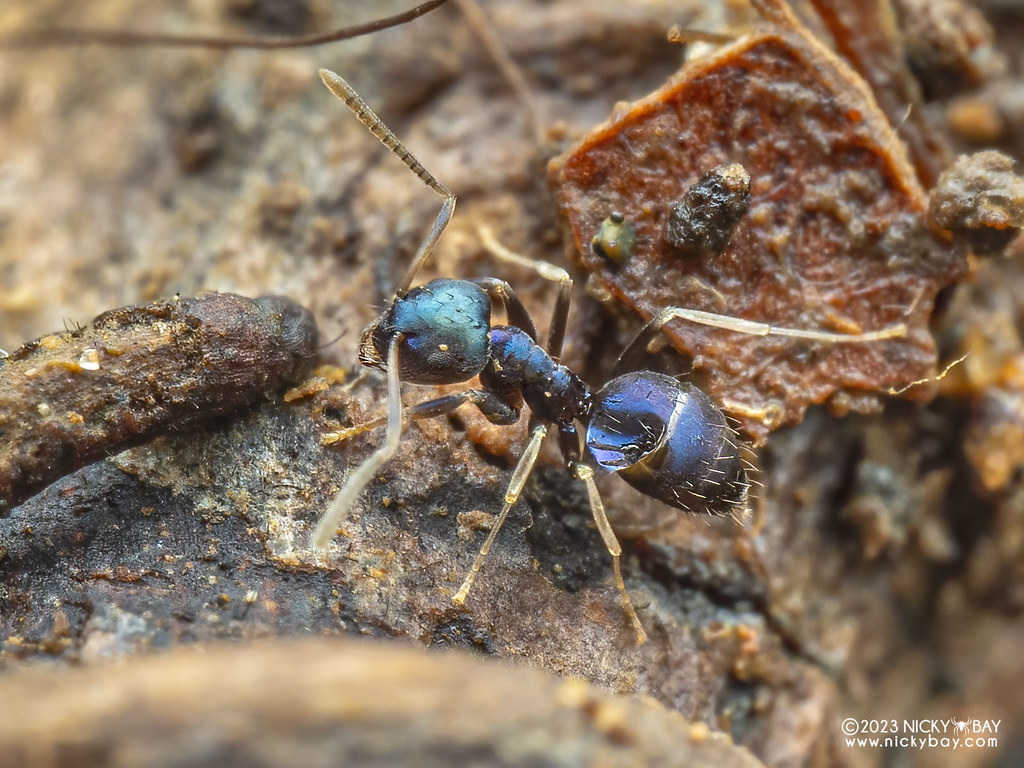 Blue ant (Paraparatrechina malaccana) - PA109743 | View more… | Flickr