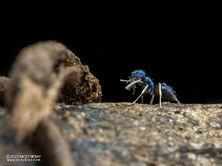Blue ant (Paraparatrechina malaccana) - PA109732