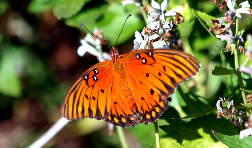 Butterfly Show-Off | by Kaptured by Kala