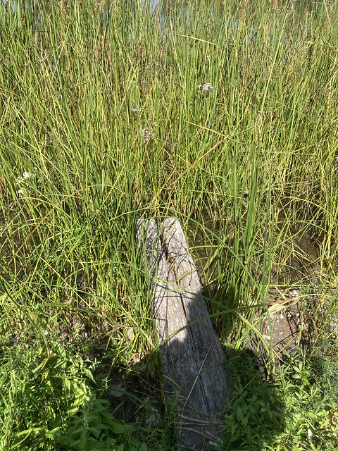 “The shadow of me Martin walking on the plank onto the reeds at Presqu’ile bay in Presqu’Ile Provincial park , Martins photographs , Brighton , Ontario , Canada , September 3. 2023”