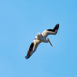 Pelican flying 