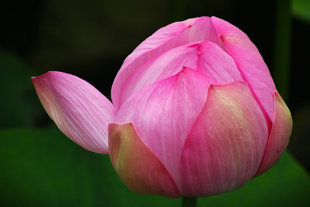 pink lotus flower - kamakura