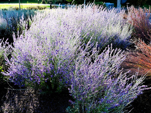 Ornamental purple grass, lit up in early morning sunlight