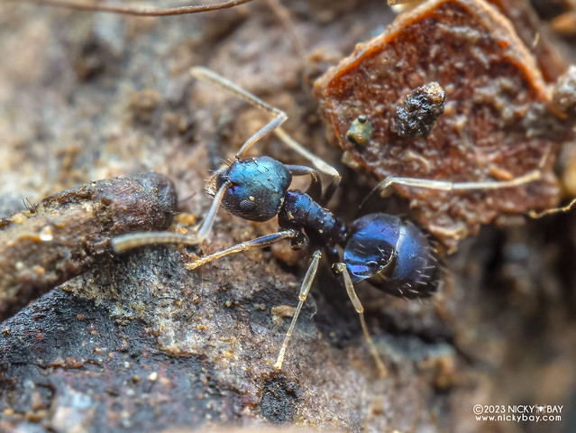 Blue ant (Paraparatrechina malaccana) - PA109748