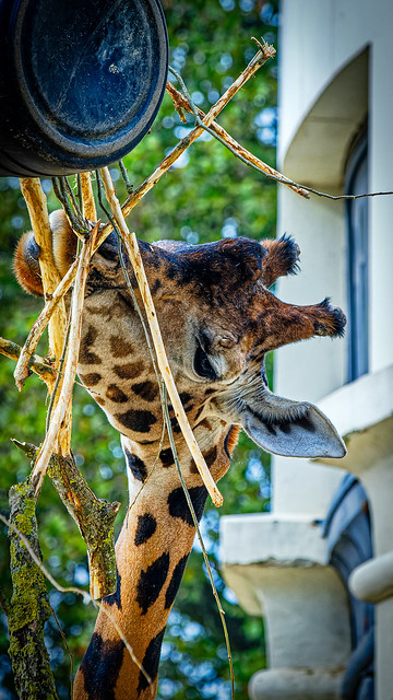 Having a Munch - Giraffe  (Antwerp Zoo) (Olympus OM-1 & OM Systems 40-150mm F4 Pro Zoom Lens)