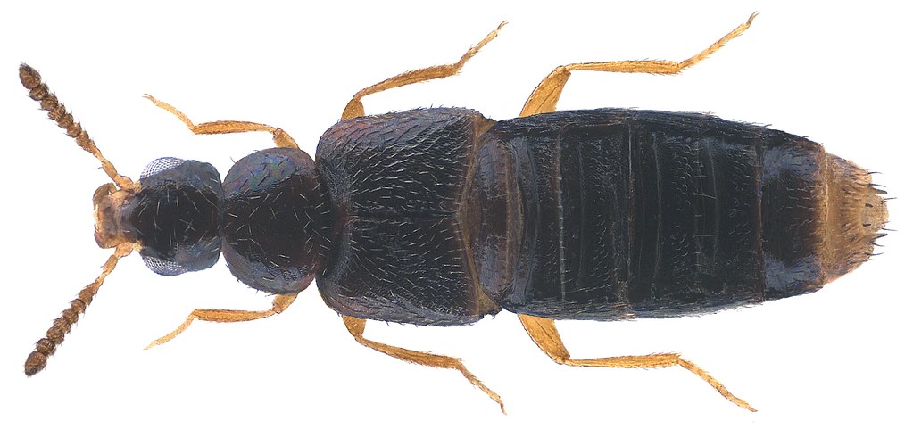 Gyrophaena polita (Gravenhorst, 1802) Male