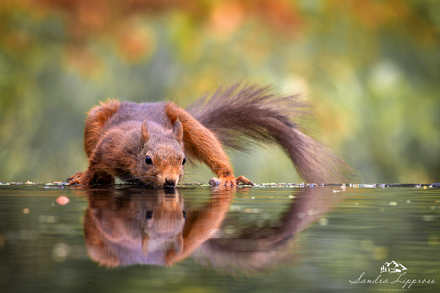 Thirsty Squirrel