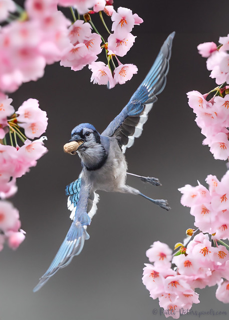 Blue Jay Flight in Cherry Blossoms