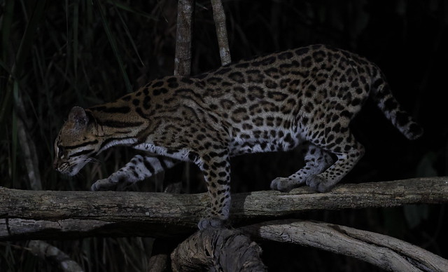 Ocelot_Leopardus pardalis_Ascanio_Brazil_3I0A9747