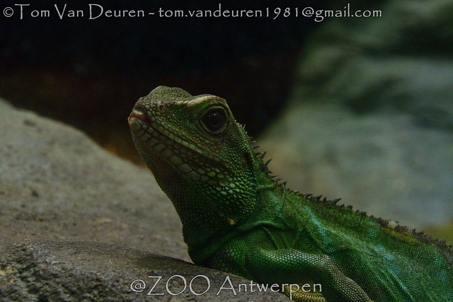 Chinese wateragame - Physignathus cocincinus - Chinese water dragon