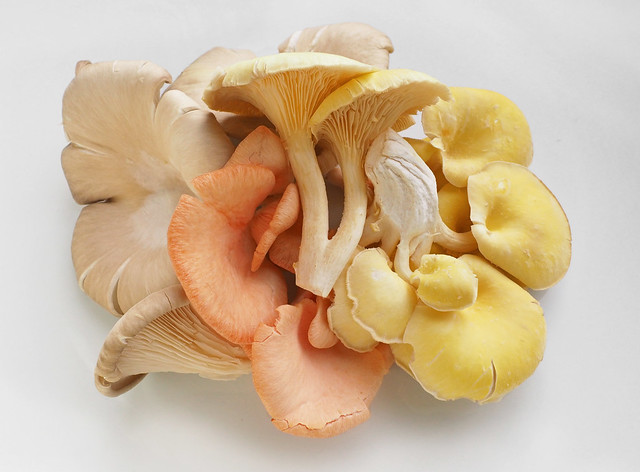 Pink, Yellow and Grey Oyster Mushroom