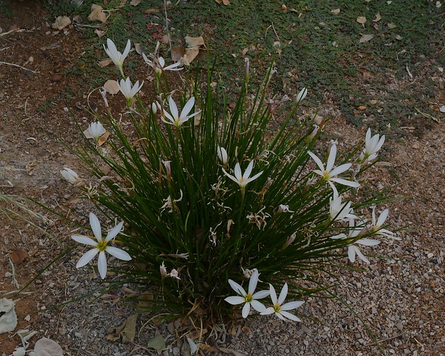 White Rain Lily, Zephyranthes candida