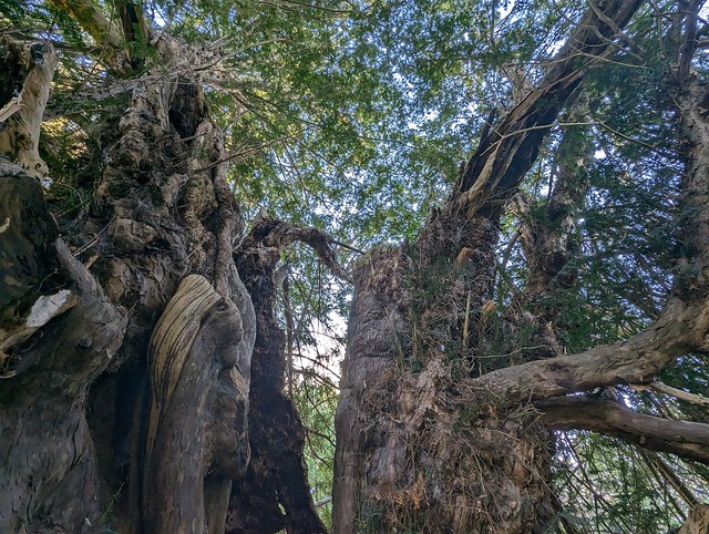 Inside The Ankerwycke Yew