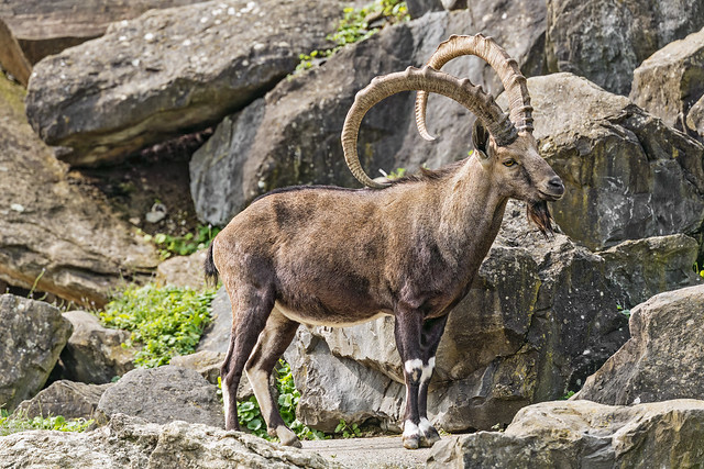African ibex standing