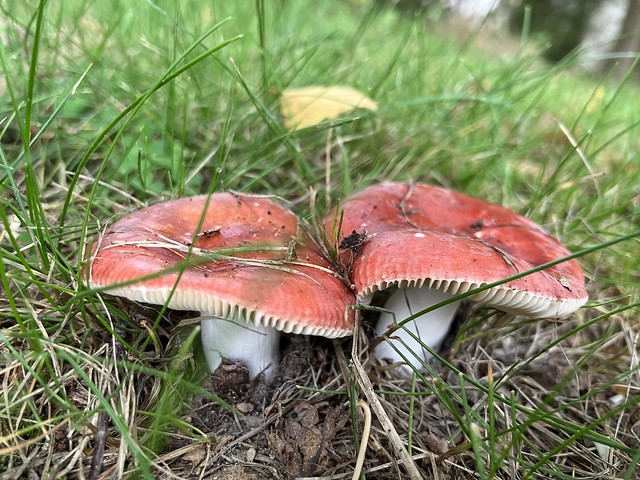 Twins . . . . .Red Russula