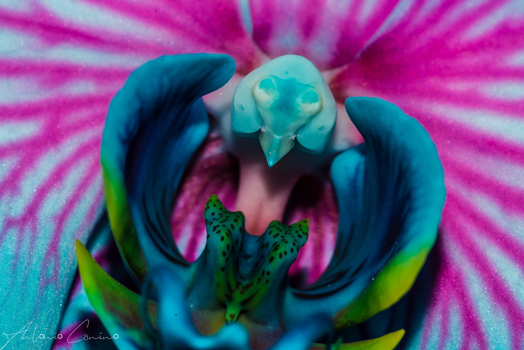 Phalaenopsis Bubble Gum