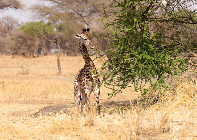 Masai Giraffe - Giraffa camelopardalis tippelskirchi