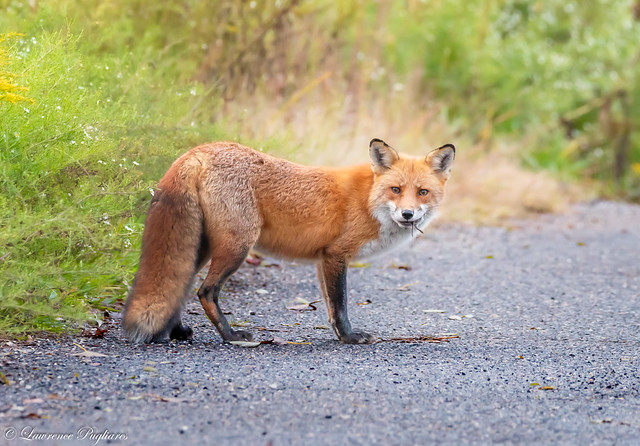 Red fox - Staten Island, New York