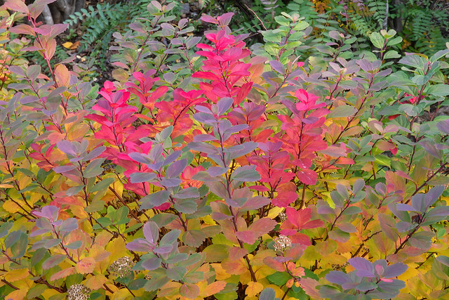 Autumn colors / Haustlitir
