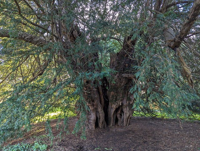 Inside the Ankerwycke Yew