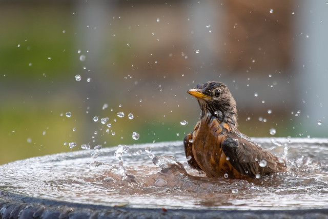 076A8264 beautiful robin bath with droplet spray