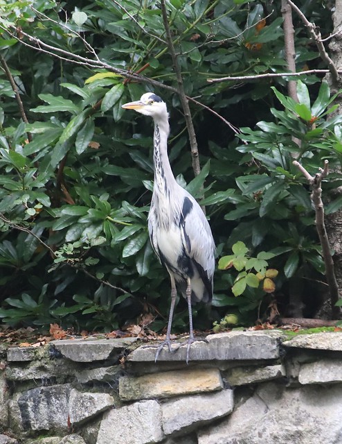 Grey Heron on the canal bank - Ash Vale Ardea cinerea
