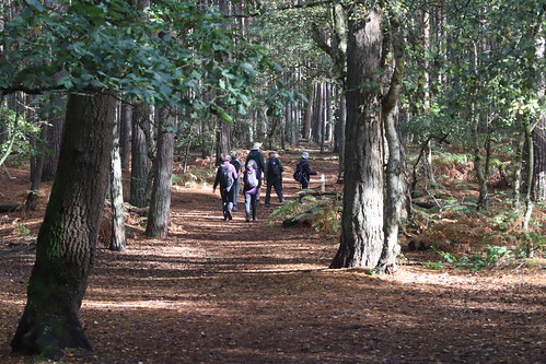Walk in the woods - Ash Vale 