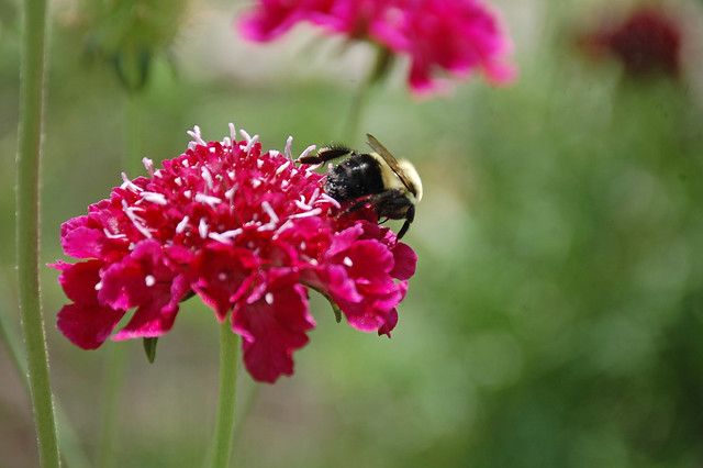 Bumble Bee, Minnesota, Ramsey County-St. Antoney, Silverwood Park