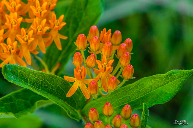 Butterfly Weed #2 - 2020-07-05