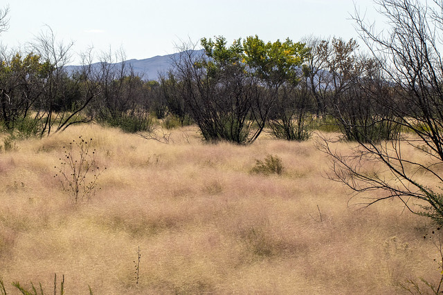 Grassland, Bosque del Apache National Wildlife Refuge, Socorro County, New Mexico