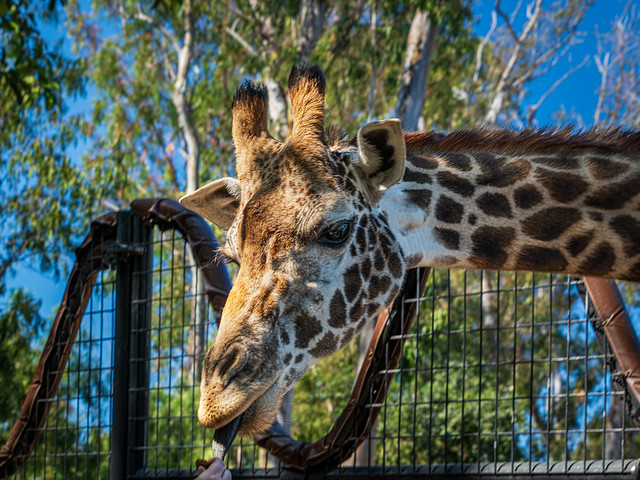 Giraffe treats  - San Diego Zoo