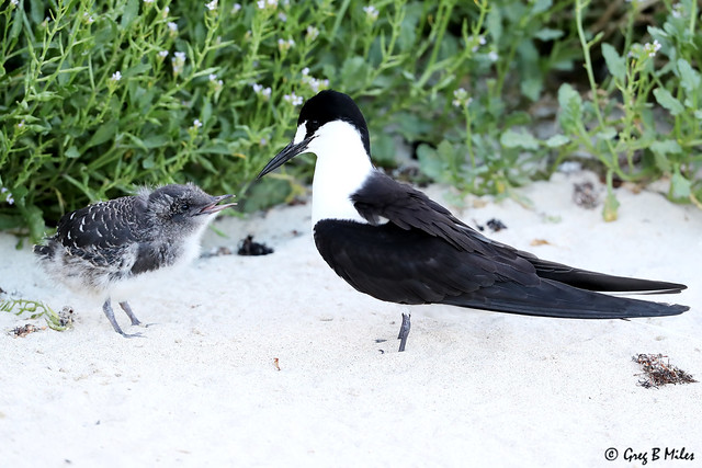 Sooty Tern with Chick (Onychoprion fuscatus)