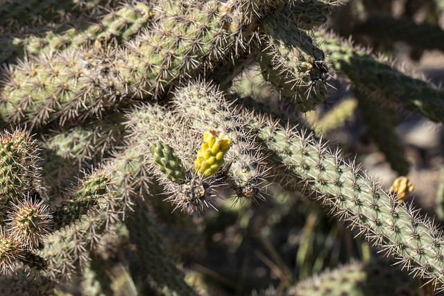 Cylindropuntia imbricata imbricata, Bosque del Apache National Wildlife Refuge, Socorro County, New Mexico 1