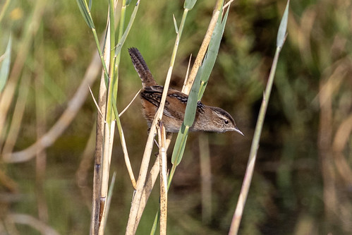 Marsh Wren @Casey Forebay, marsh marshwren wren canon canon5dmkiv canon100400mmmkii canon14xmkiii bmnag birds birdshare bayarea birdsofcalifornia caseyforebay mountainview ebird audubon