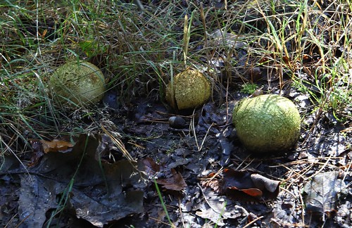 Common Earthballs near Pirbright Scleroderma citrinum