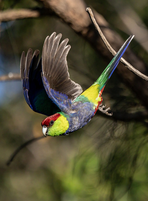 A male red-capped parrot, Perth Western Australia